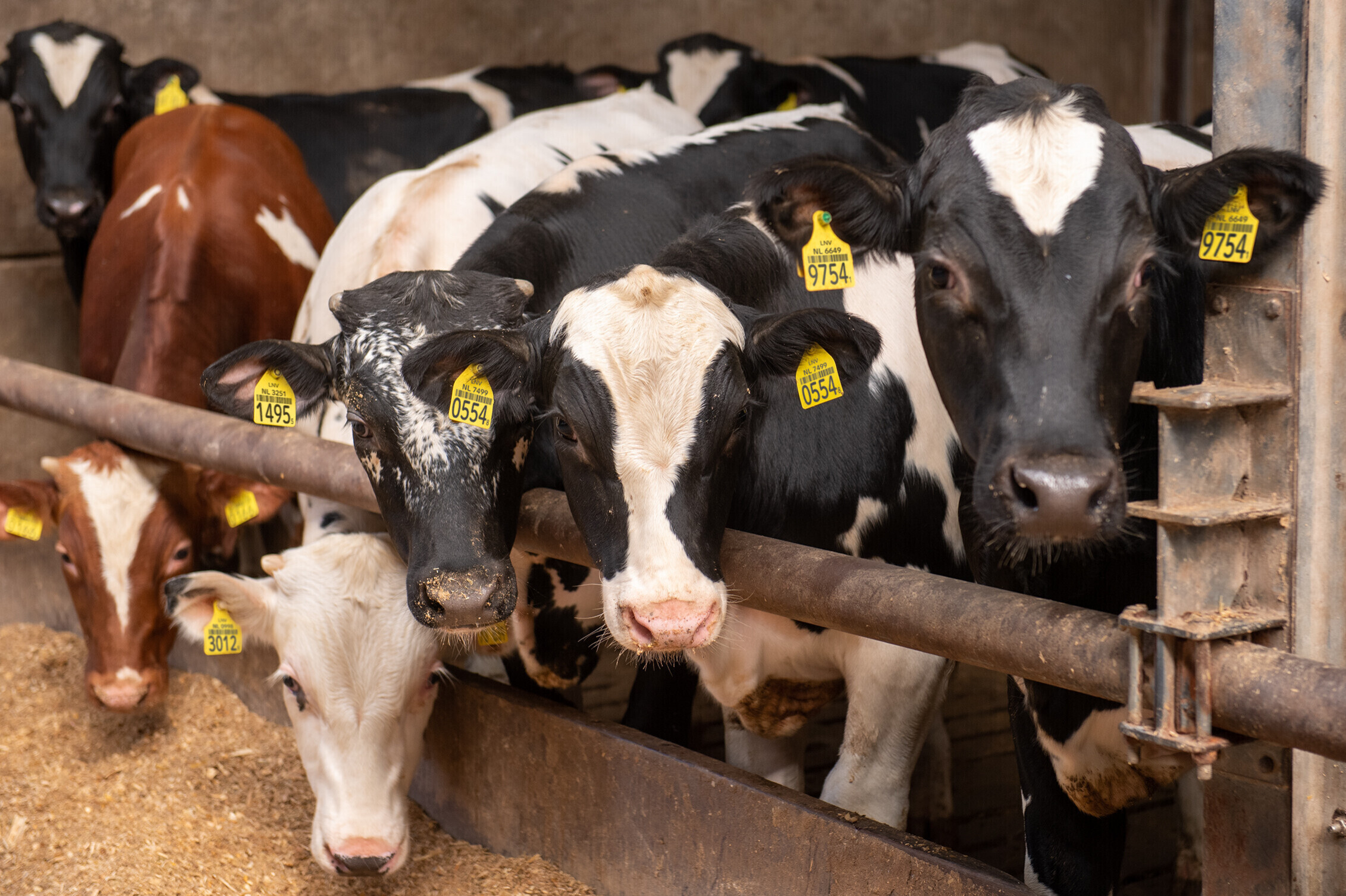 PALI Group kalveren in cijfers